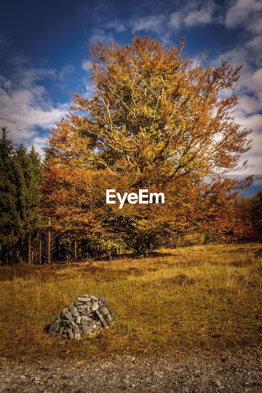 Trees in forest during autumn