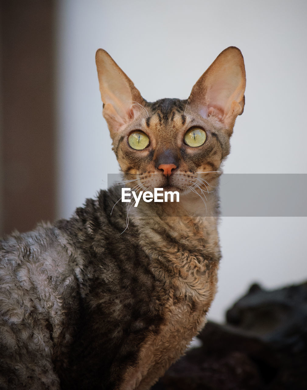 Close-up of cat looking away outdoors