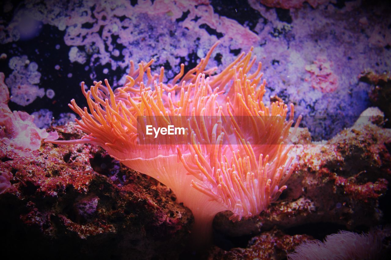 Close-up of sea anemone in sea