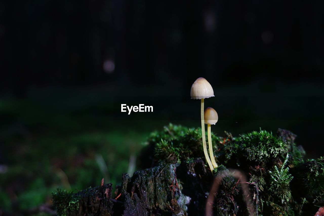 Close-up of mushroom growing in forest