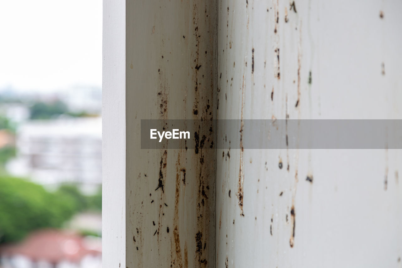 Birds or pigeons make wall dirty by dropping a lots of feces 