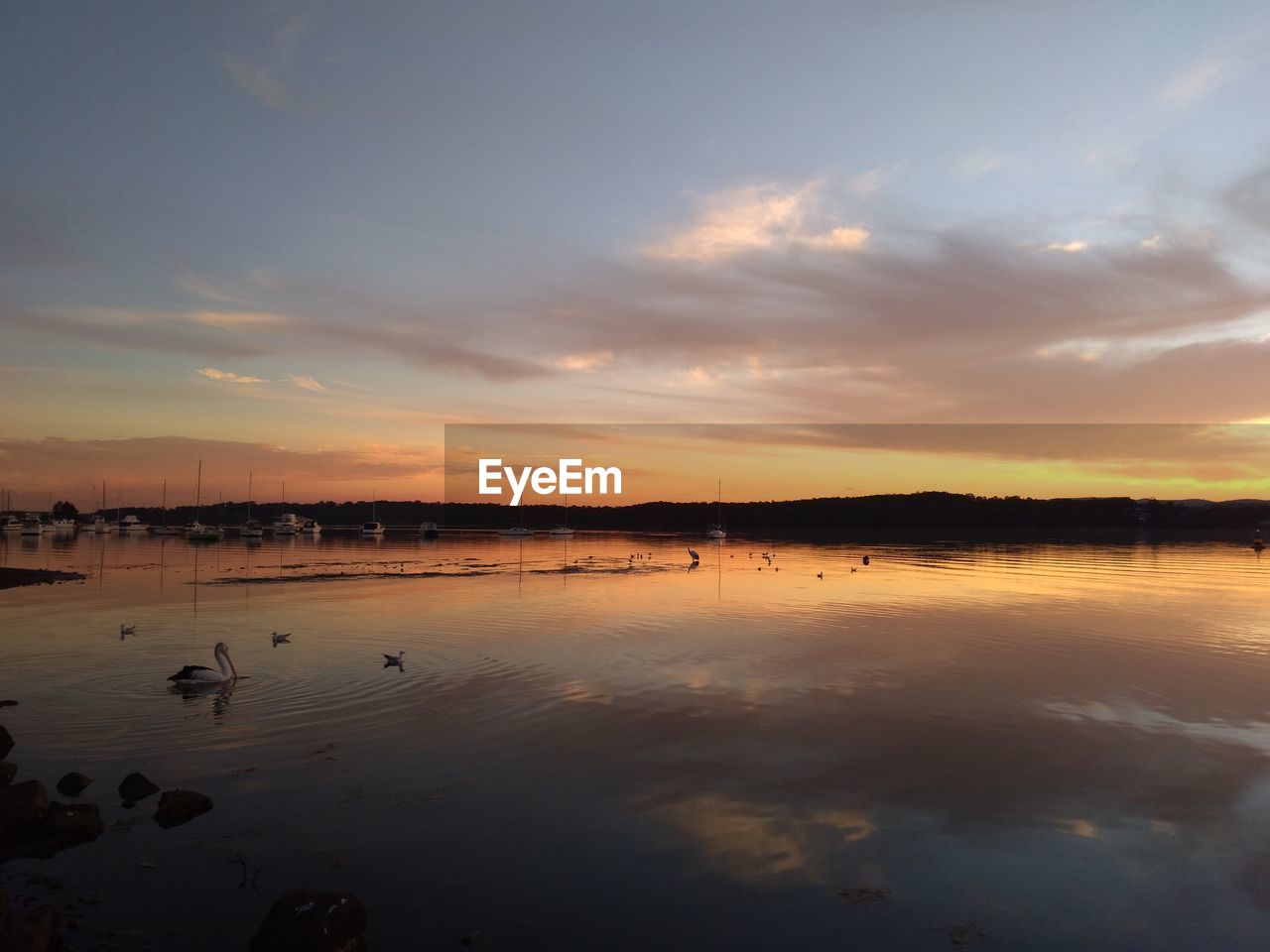 VIEW OF BIRDS ON LAKE DURING SUNSET