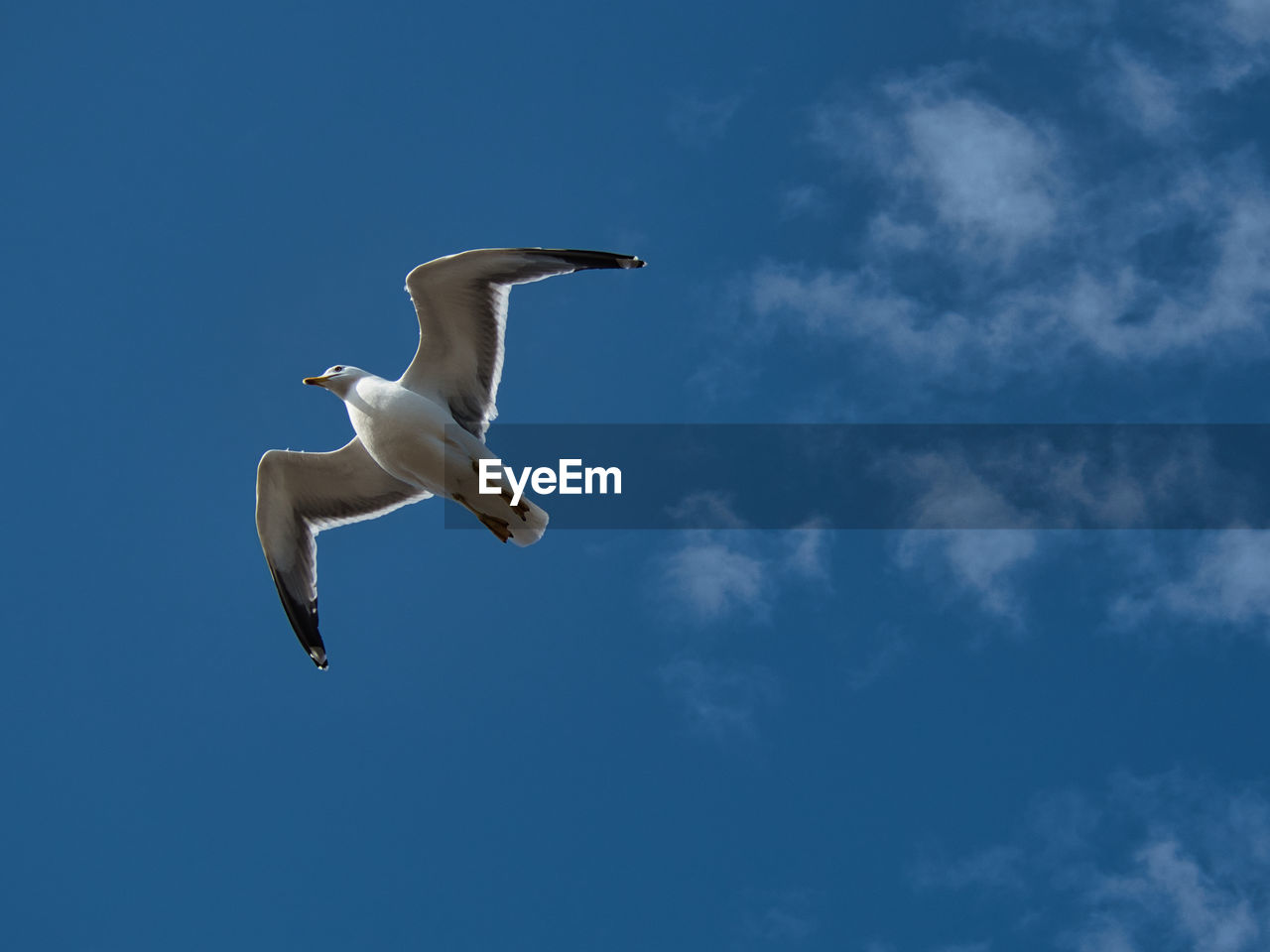 animal themes, animal, animal wildlife, wildlife, flying, bird, sky, one animal, cloud, blue, gull, seabird, spread wings, mid-air, nature, full length, low angle view, animal body part, no people, wing, day, motion, outdoors, seagull, copy space