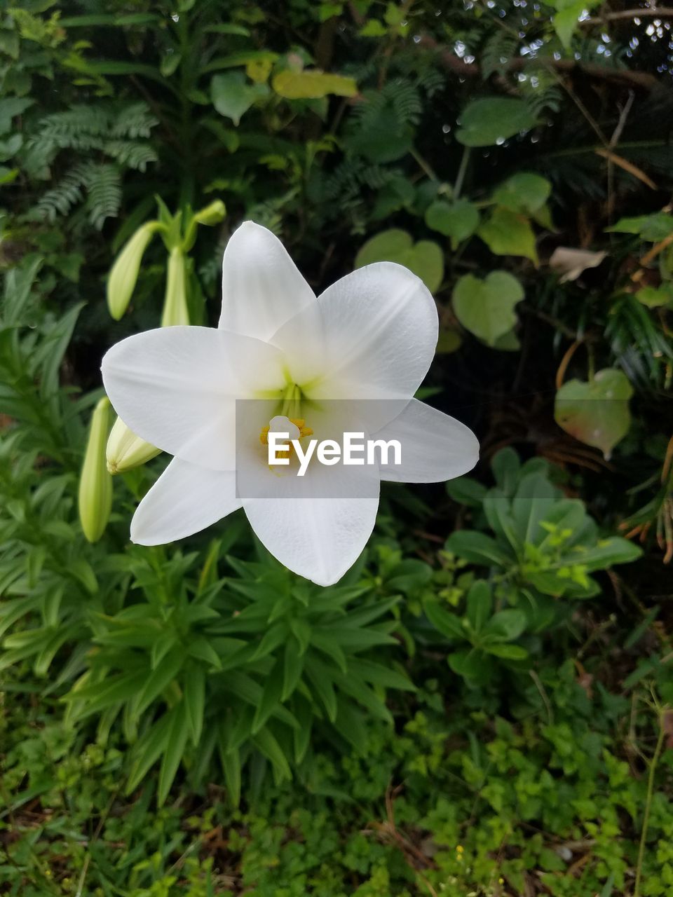 CLOSE-UP OF FRANGIPANI BLOOMING IN PARK