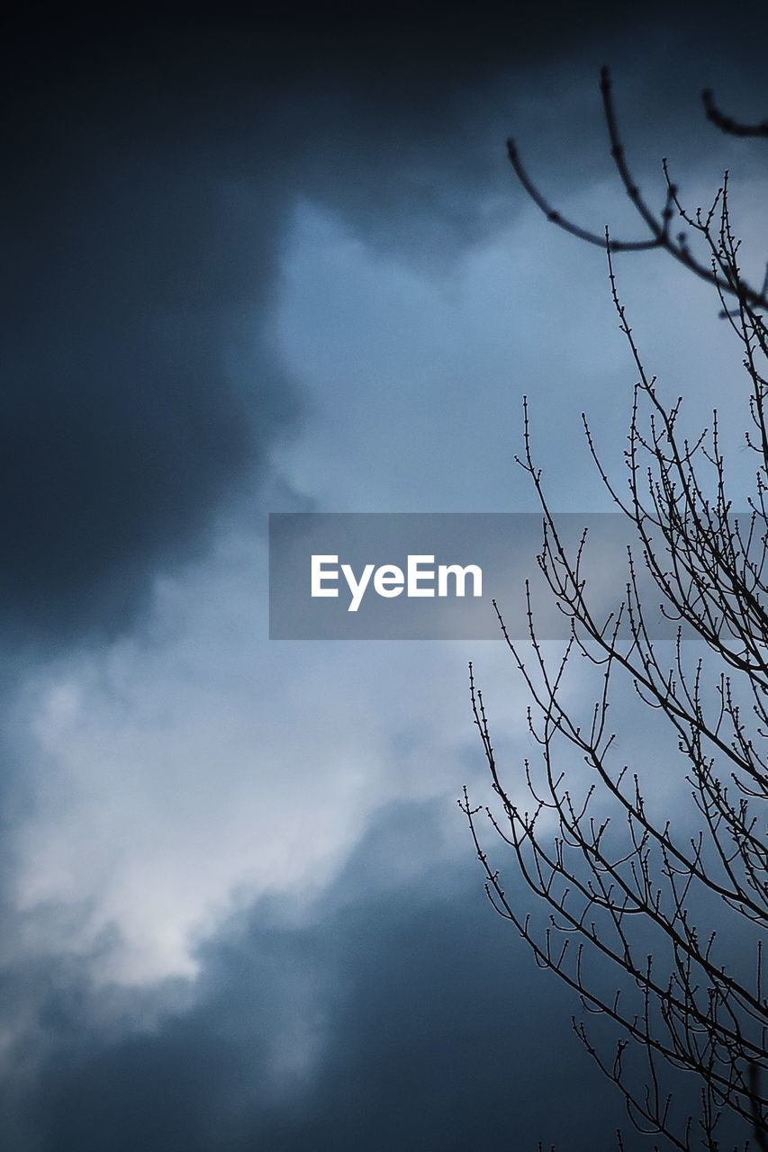 LOW ANGLE VIEW OF BARE TREE AGAINST SKY