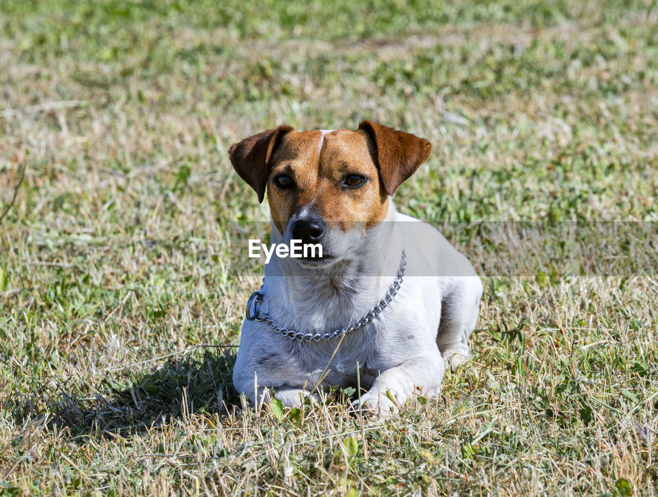 portrait of dog running on grassy field