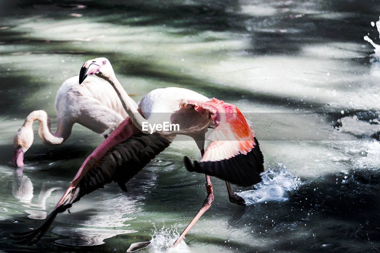 DUCKS IN A LAKE