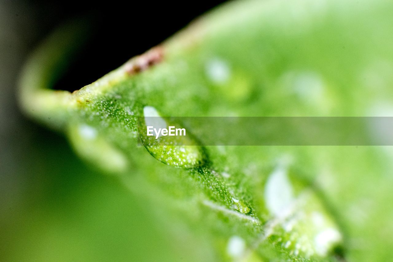 CLOSE-UP OF WATER DROPS ON PLANT