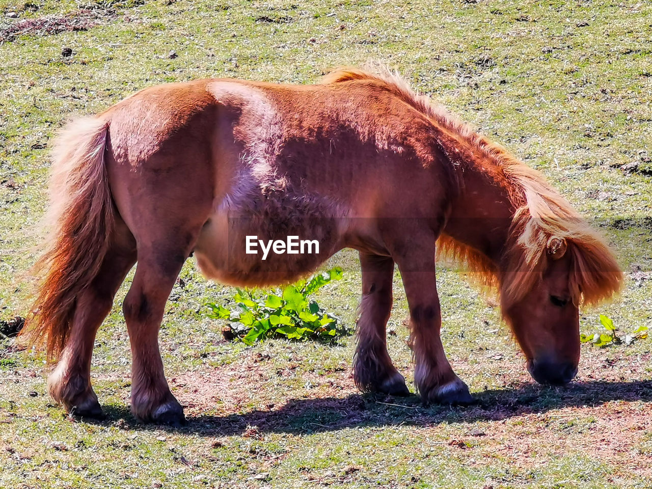 BROWN HORSE GRAZING IN FIELD