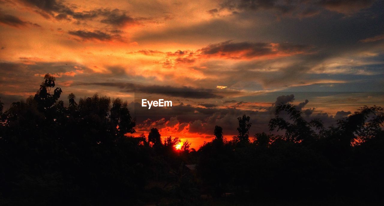 SILHOUETTE OF TREES AT SUNSET