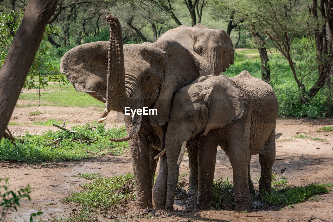 Elephants standing by trees in forest