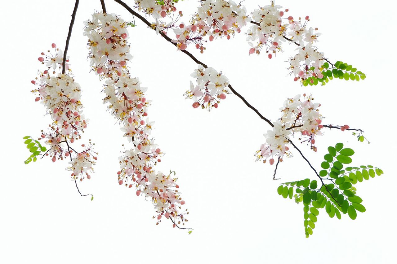 CLOSE-UP OF WHITE CHERRY BLOSSOM TREE