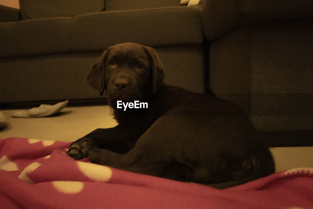 Labrador dog relaxing on sofa at home