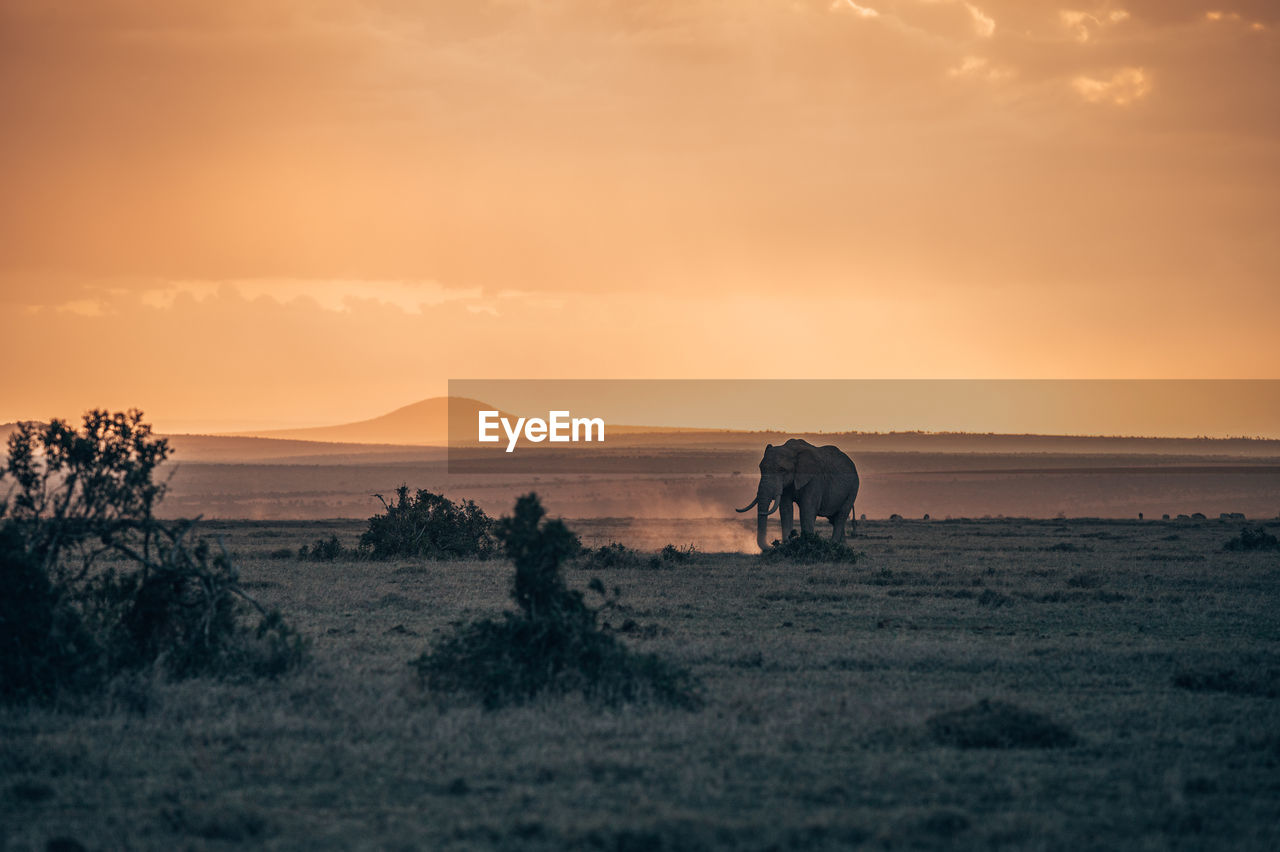 Scenic view of field against sky during sunset