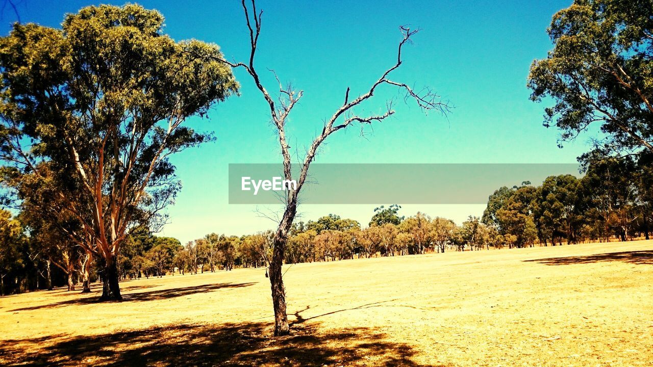 TREES ON FIELD AGAINST SKY