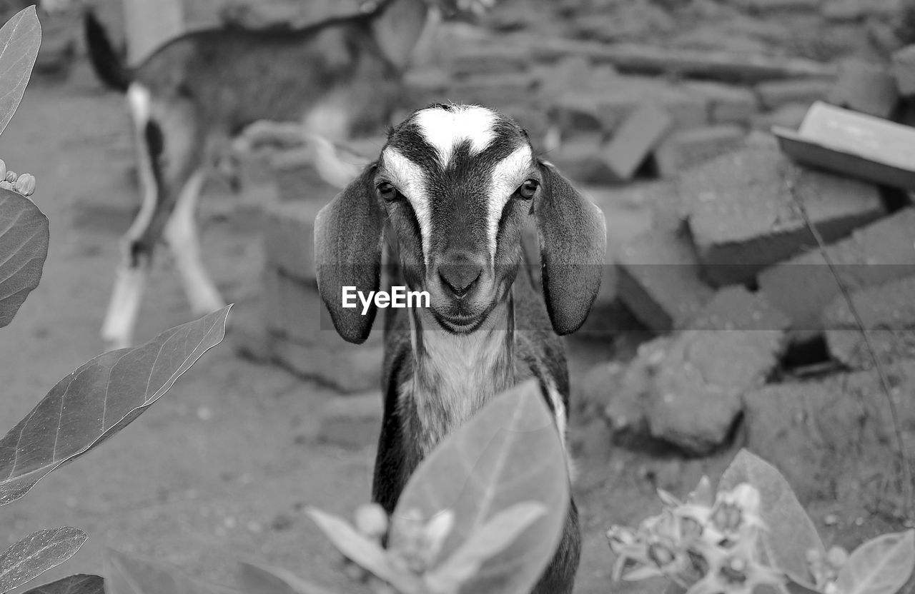 Portrait of goat on field