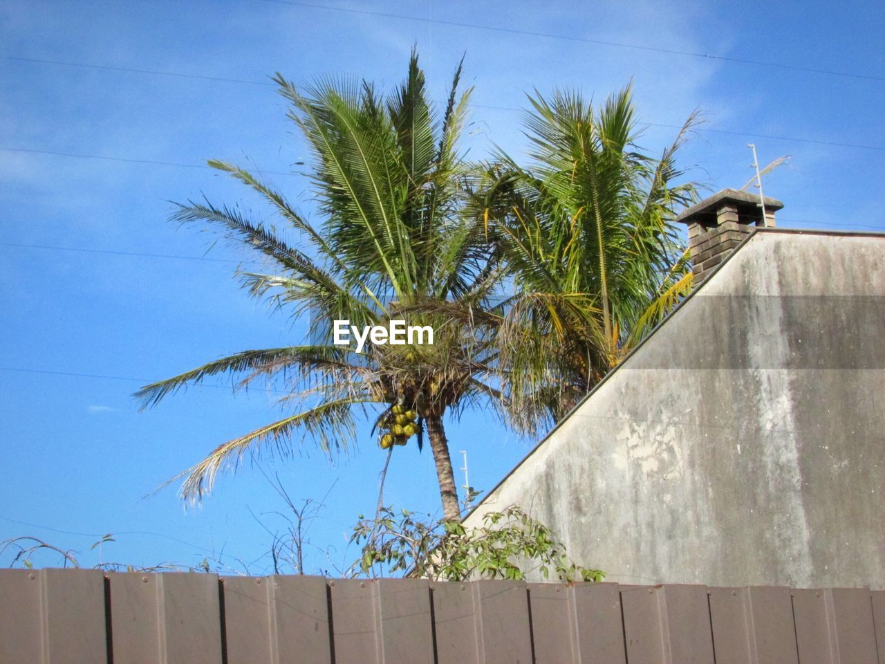 Low angle view of palm tree against blue sky