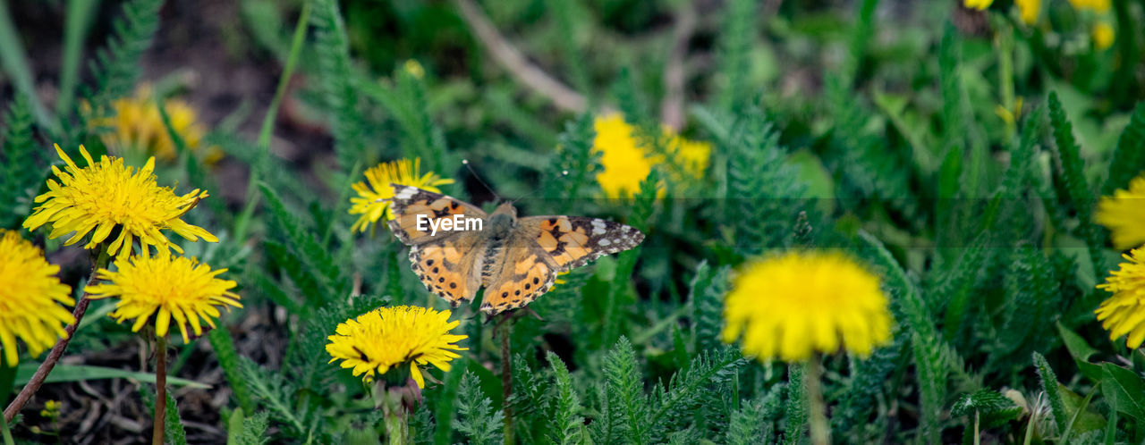 BUTTERFLY POLLINATING FLOWER