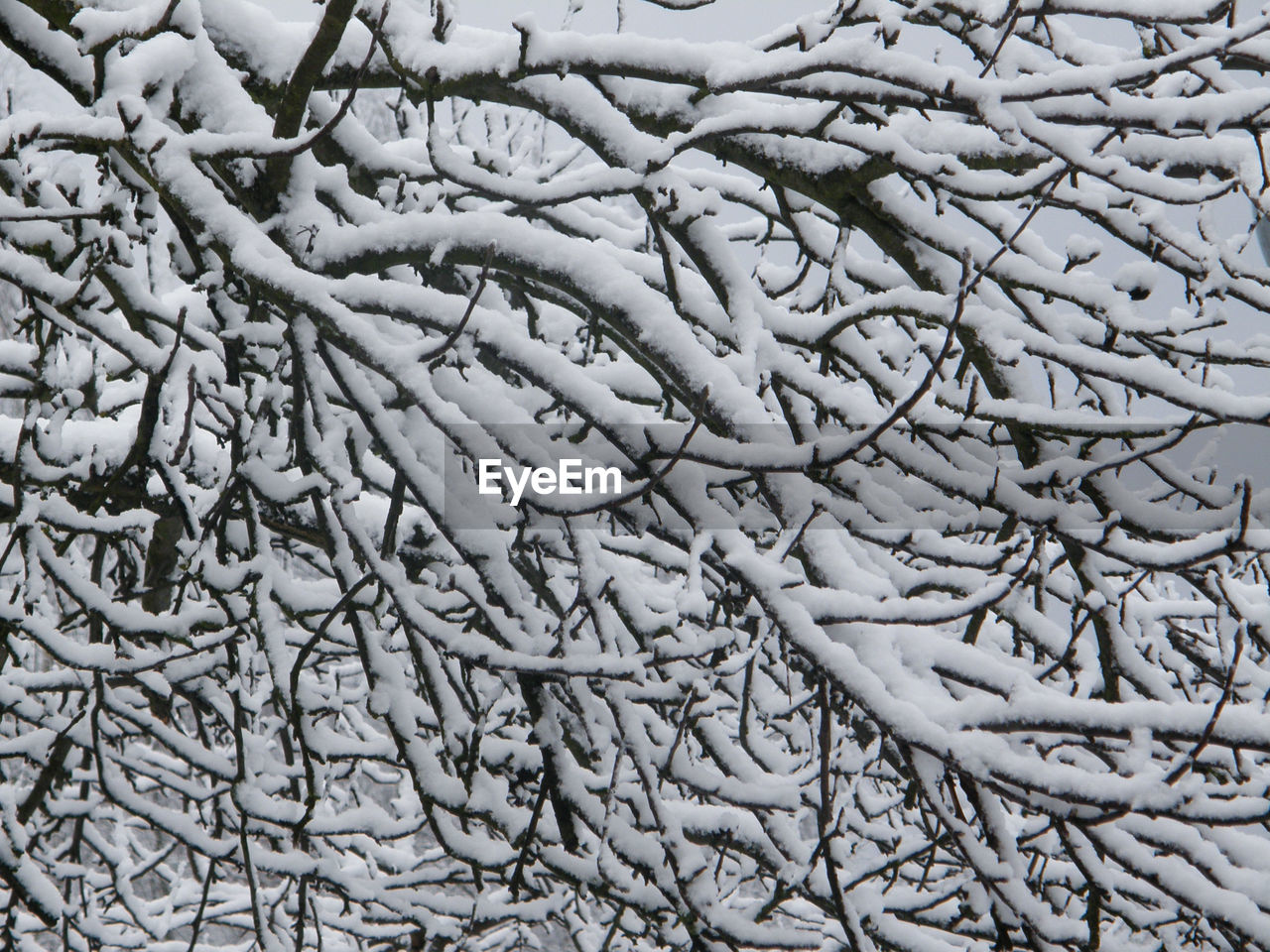 CLOSE-UP OF SNOW ON TREE