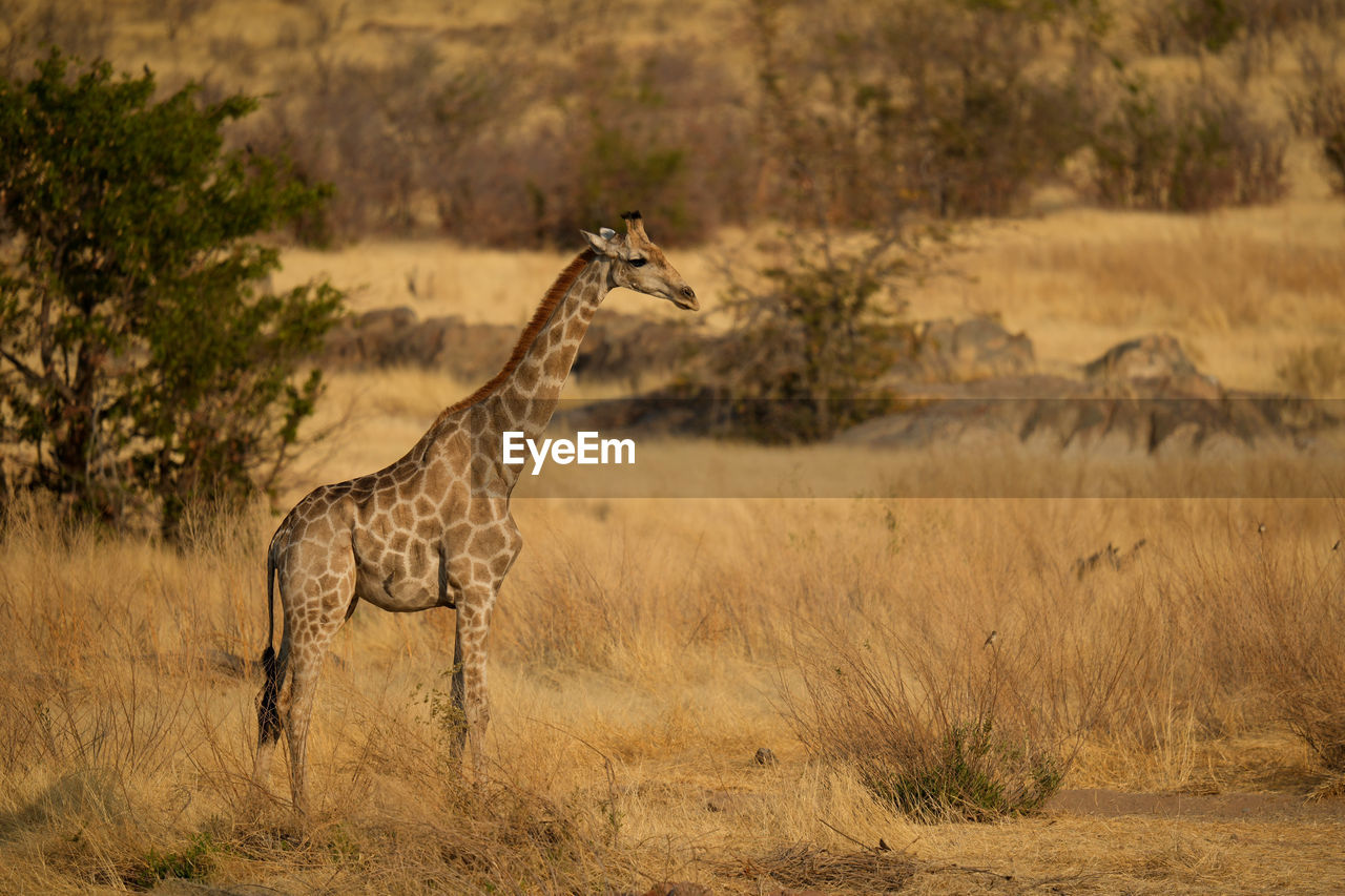 giraffes on field in forest