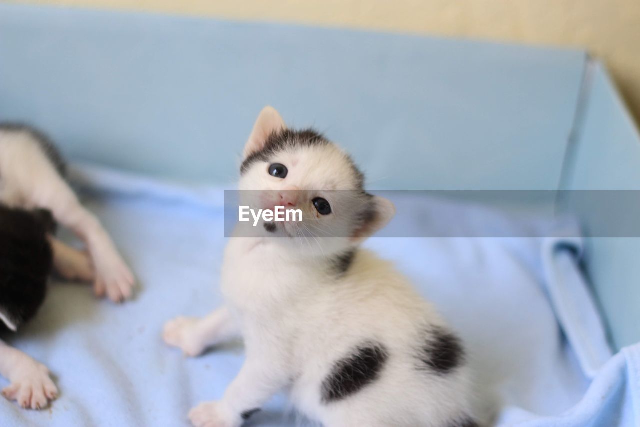 PORTRAIT OF KITTEN BY BED