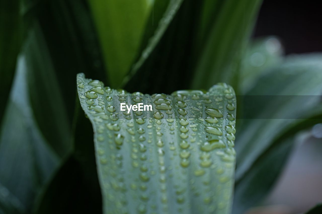 Close-up of raindrops on leaf