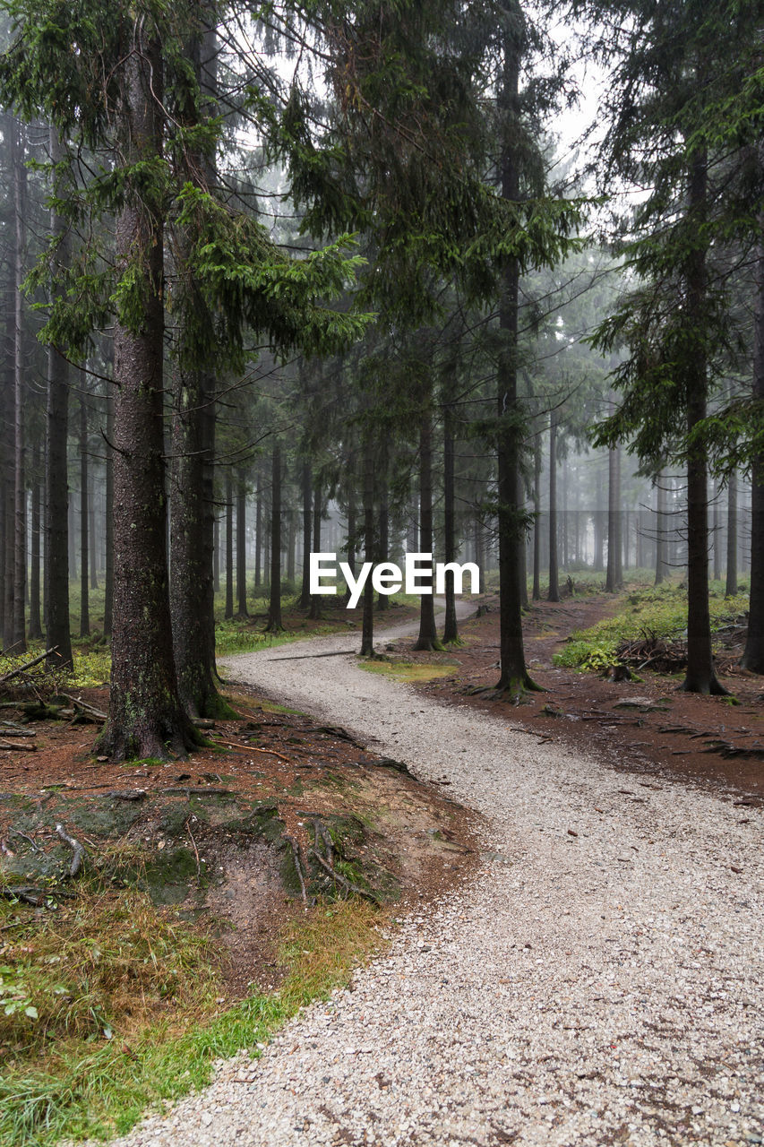 Footpath amidst trees in forest