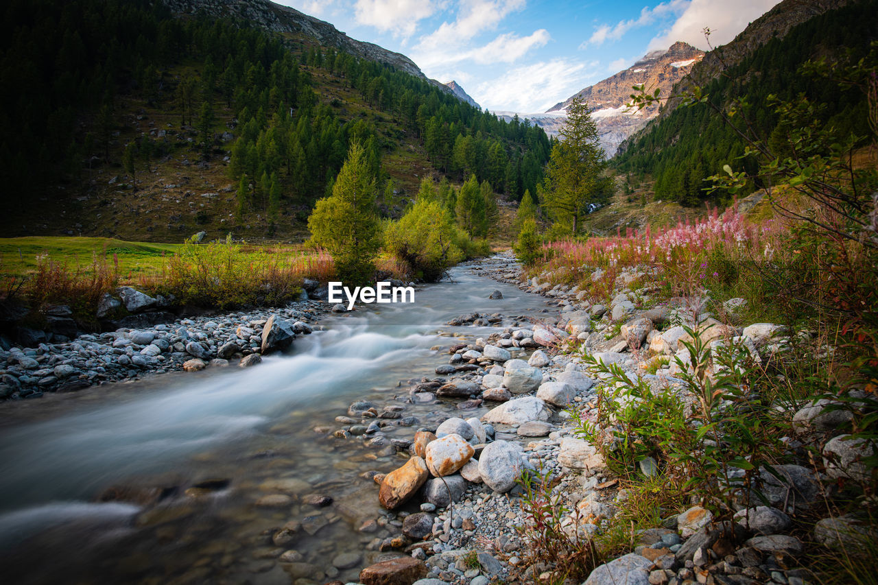 Scenic view of river amidst trees against sky