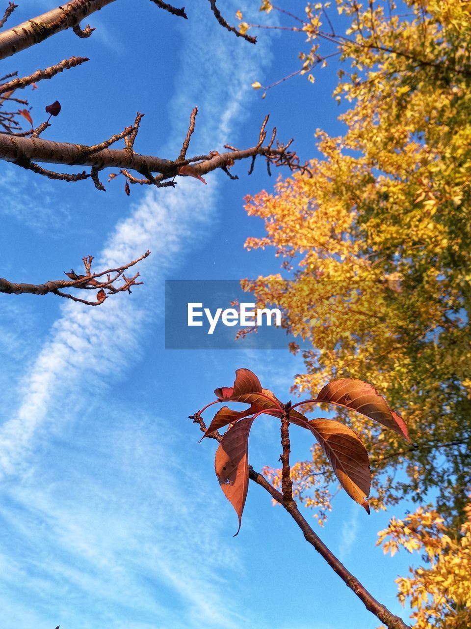 LOW ANGLE VIEW OF LEAVES ON TREE AGAINST SKY