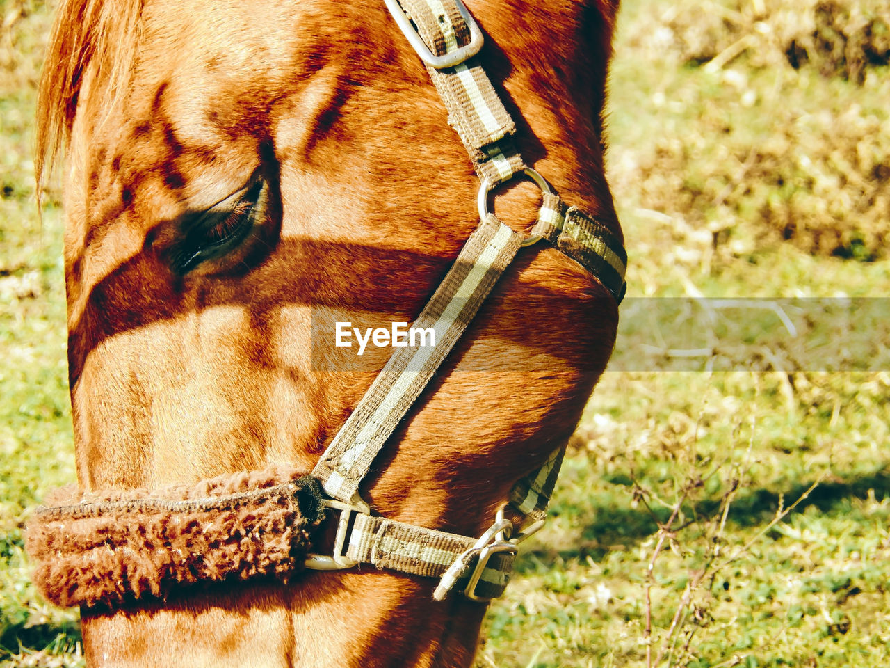 animal themes, animal, one animal, horse, mammal, domestic animals, halter, pet, animal wildlife, bridle, livestock, day, sunlight, field, nature, working animal, land, no people, grass, herbivorous, brown, rein, animal body part, close-up, focus on foreground, outdoors, plant, animal head, horse tack