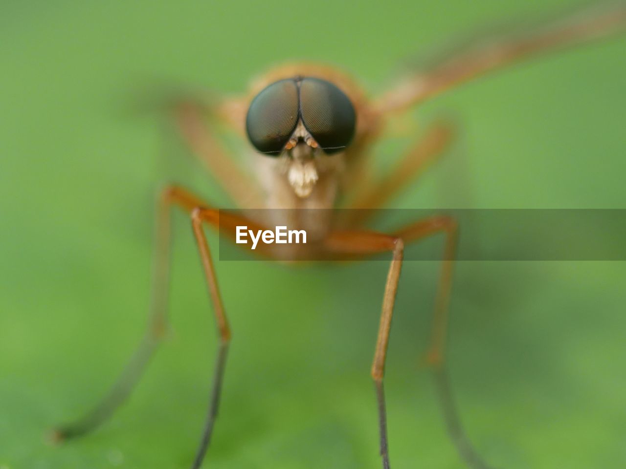 animal themes, animal, insect, one animal, animal wildlife, close-up, macro photography, wildlife, green, animal body part, macro, nature, no people, focus on foreground, day, limb, outdoors, extreme close-up, plant stem, animal leg, selective focus, zoology, plant