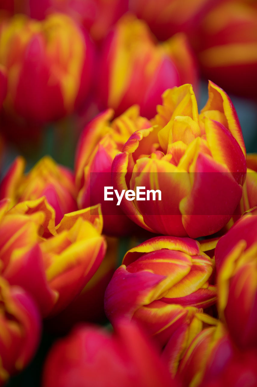 CLOSE-UP OF RED TULIPS