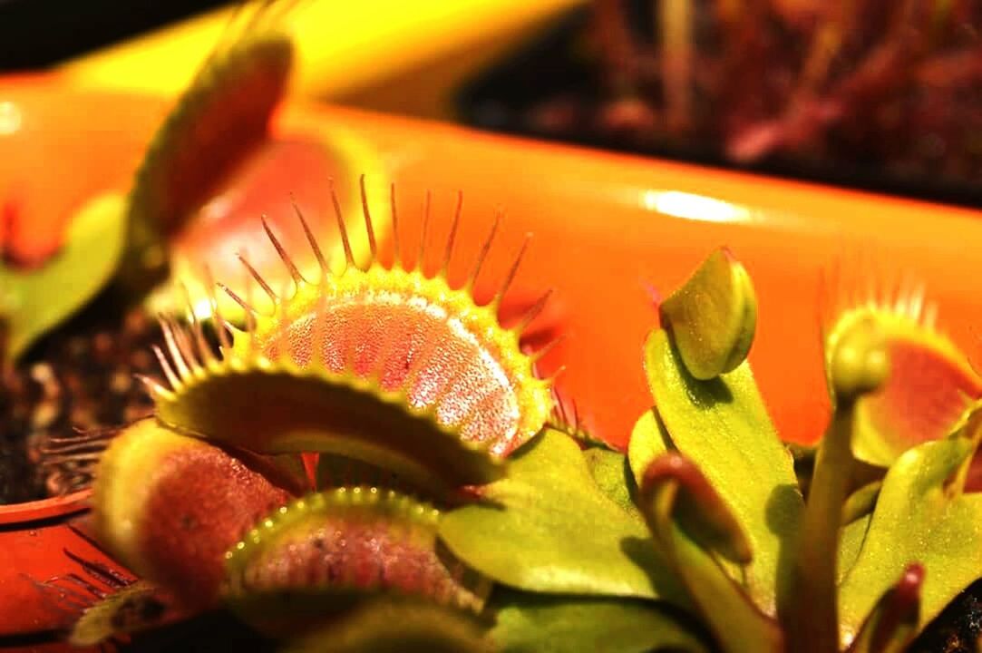 CLOSE-UP OF PLANTS