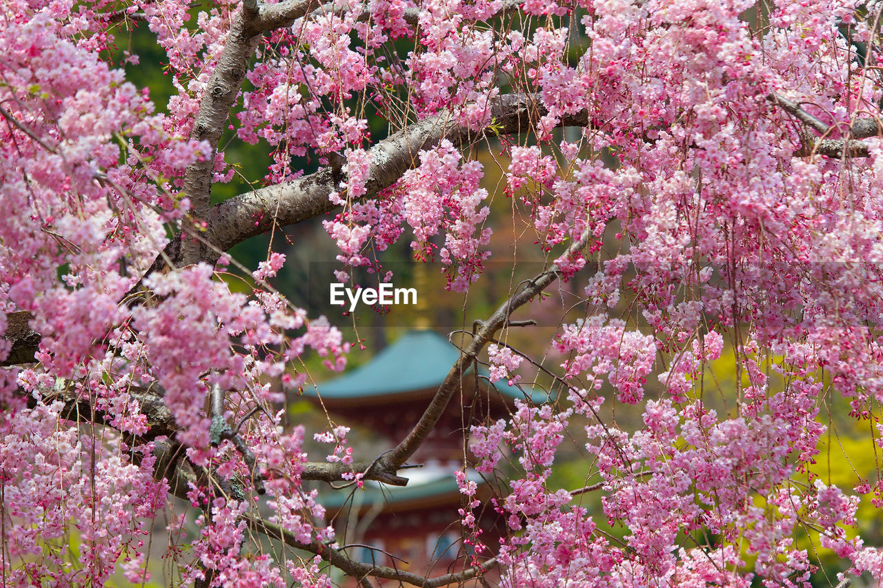 Close-up of pink cherry blossoms in spring