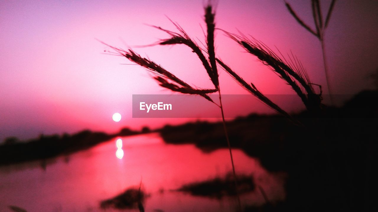 CLOSE-UP OF SILHOUETTE PLANTS AGAINST SKY DURING SUNSET