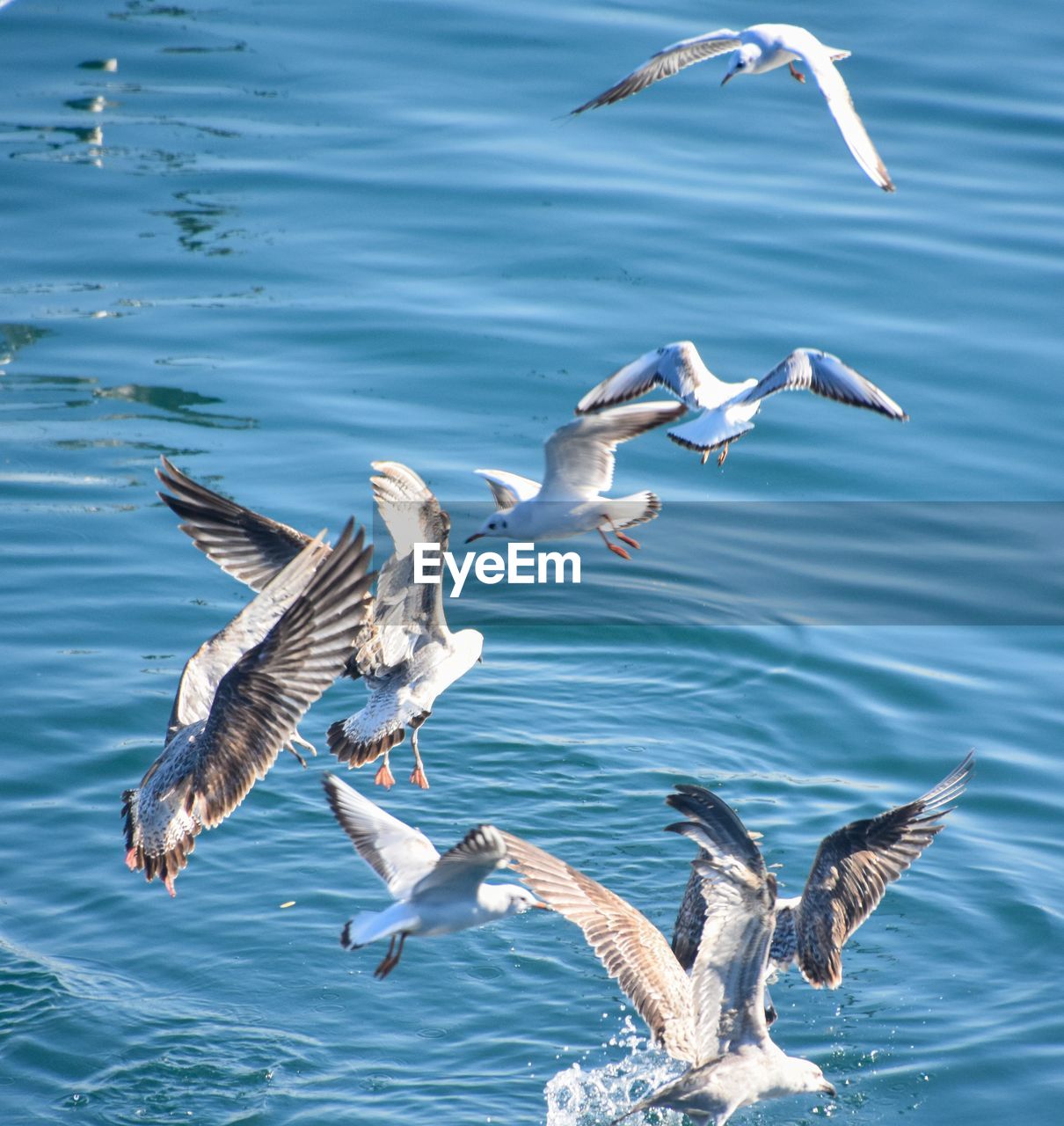 FLOCK OF BIRDS IN SEA