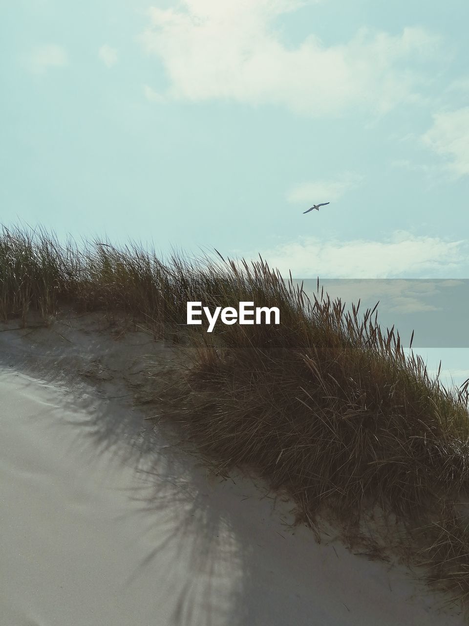 VIEW OF BIRDS ON THE BEACH