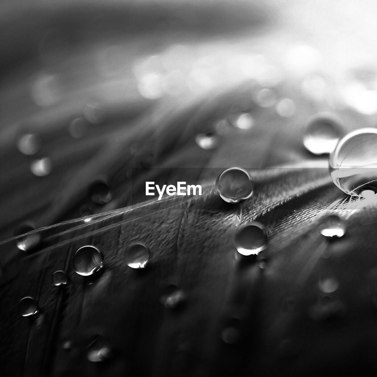 Close-up of water drops