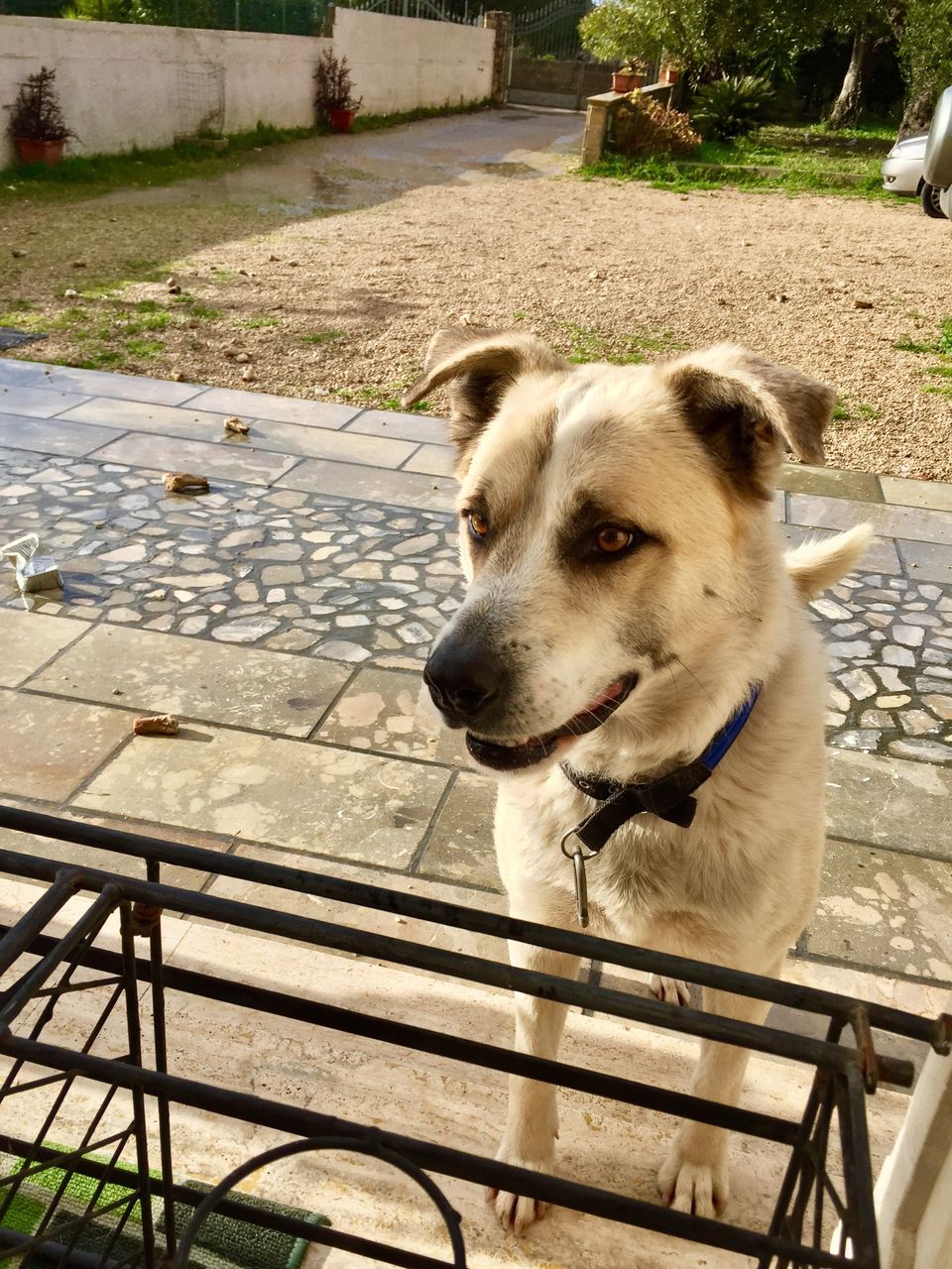 CLOSE-UP OF DOG SITTING ON COBBLESTONE