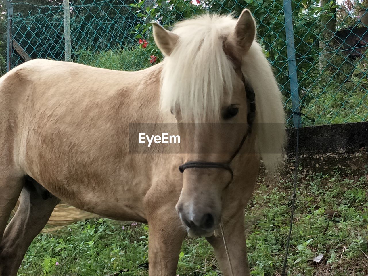 HORSE STANDING ON GRASSY FIELD