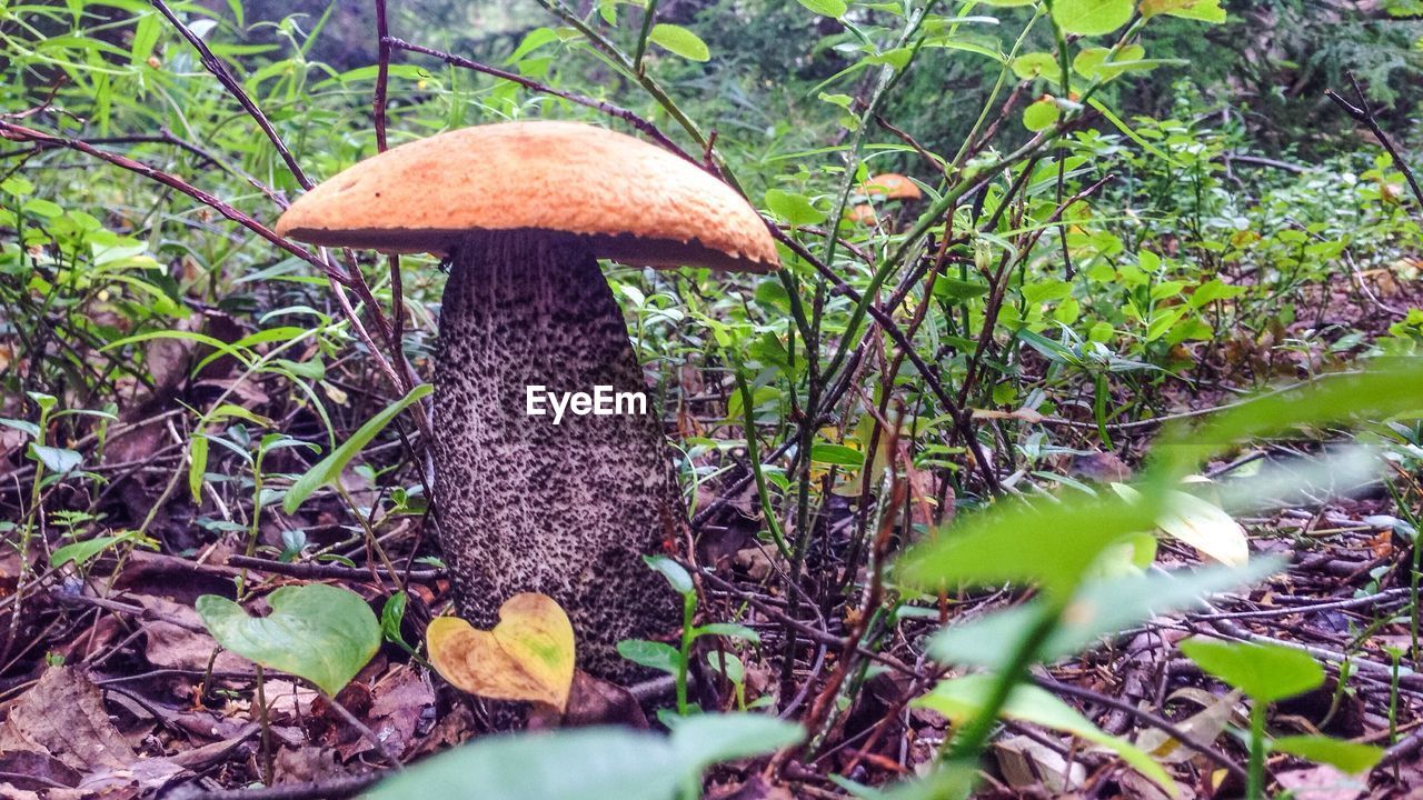 Fungal mushrooms in garden
