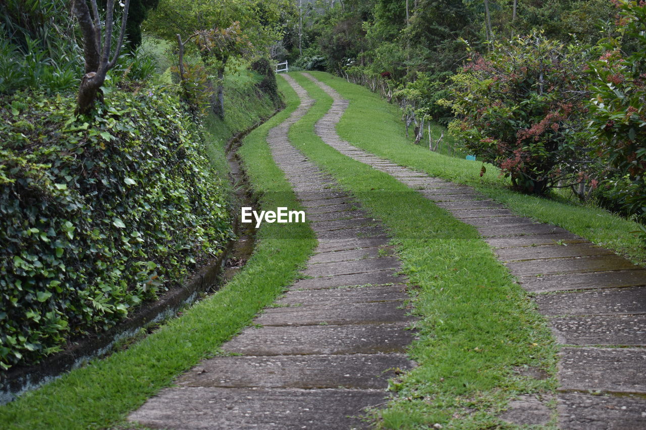 HIGH ANGLE VIEW OF FOOTPATH AMIDST TREES AND PLANTS