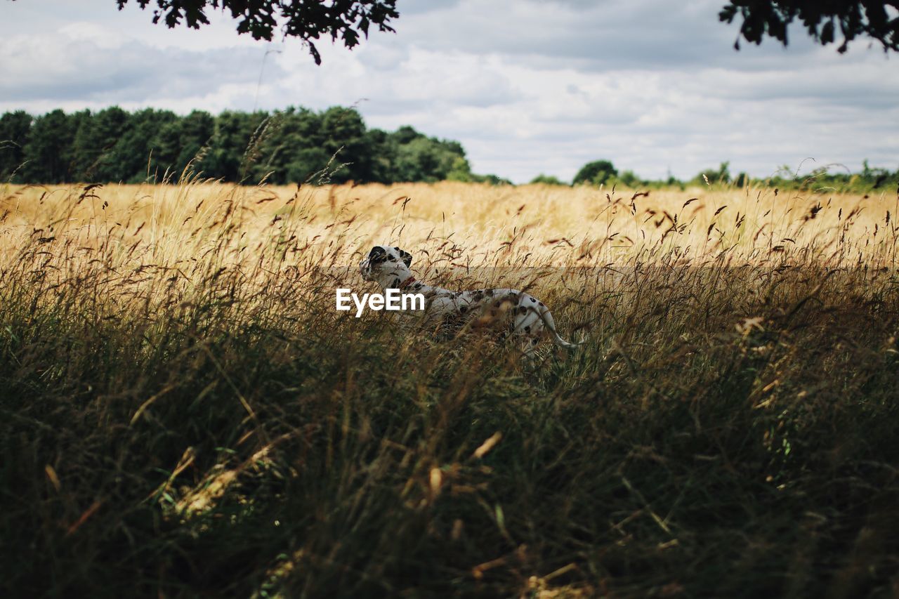 Dog standing amidst grass on field