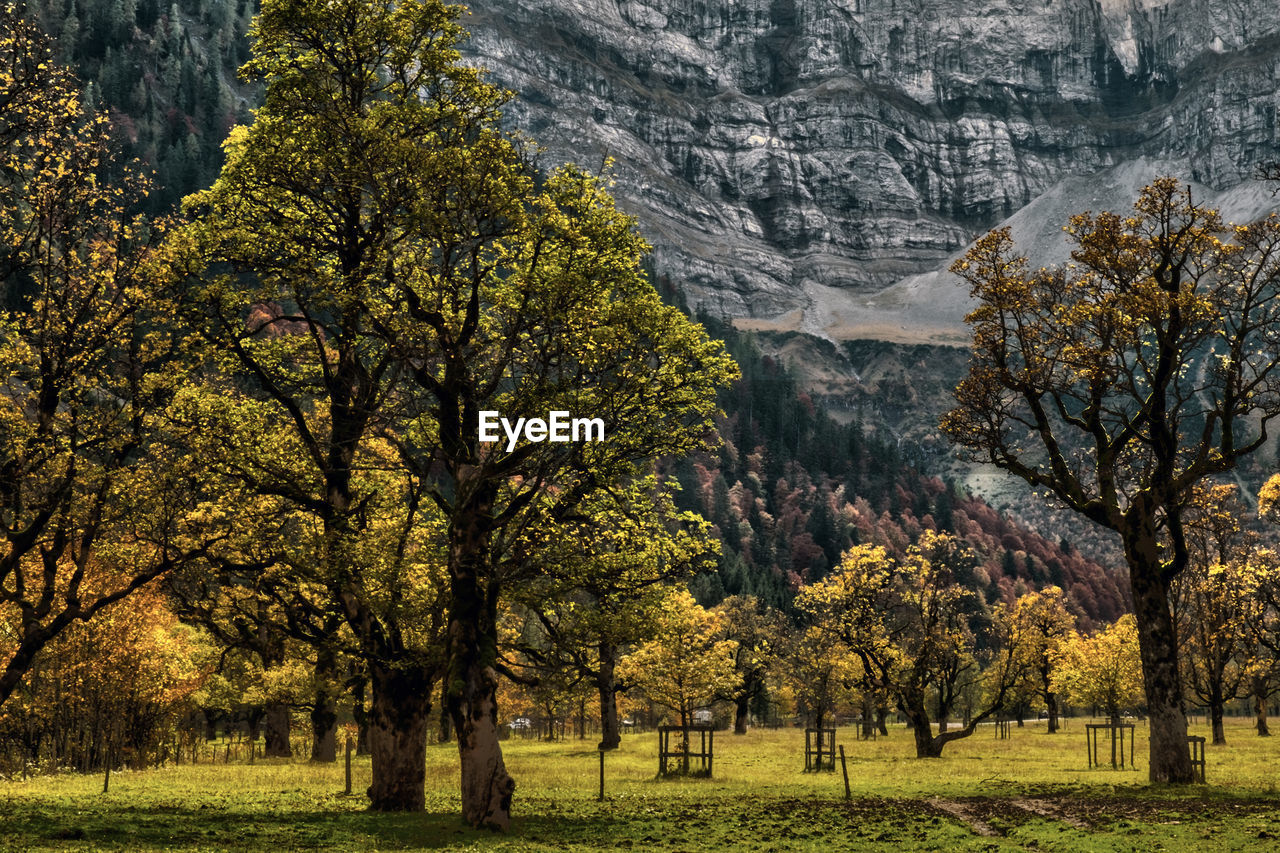 Green trees against mountain