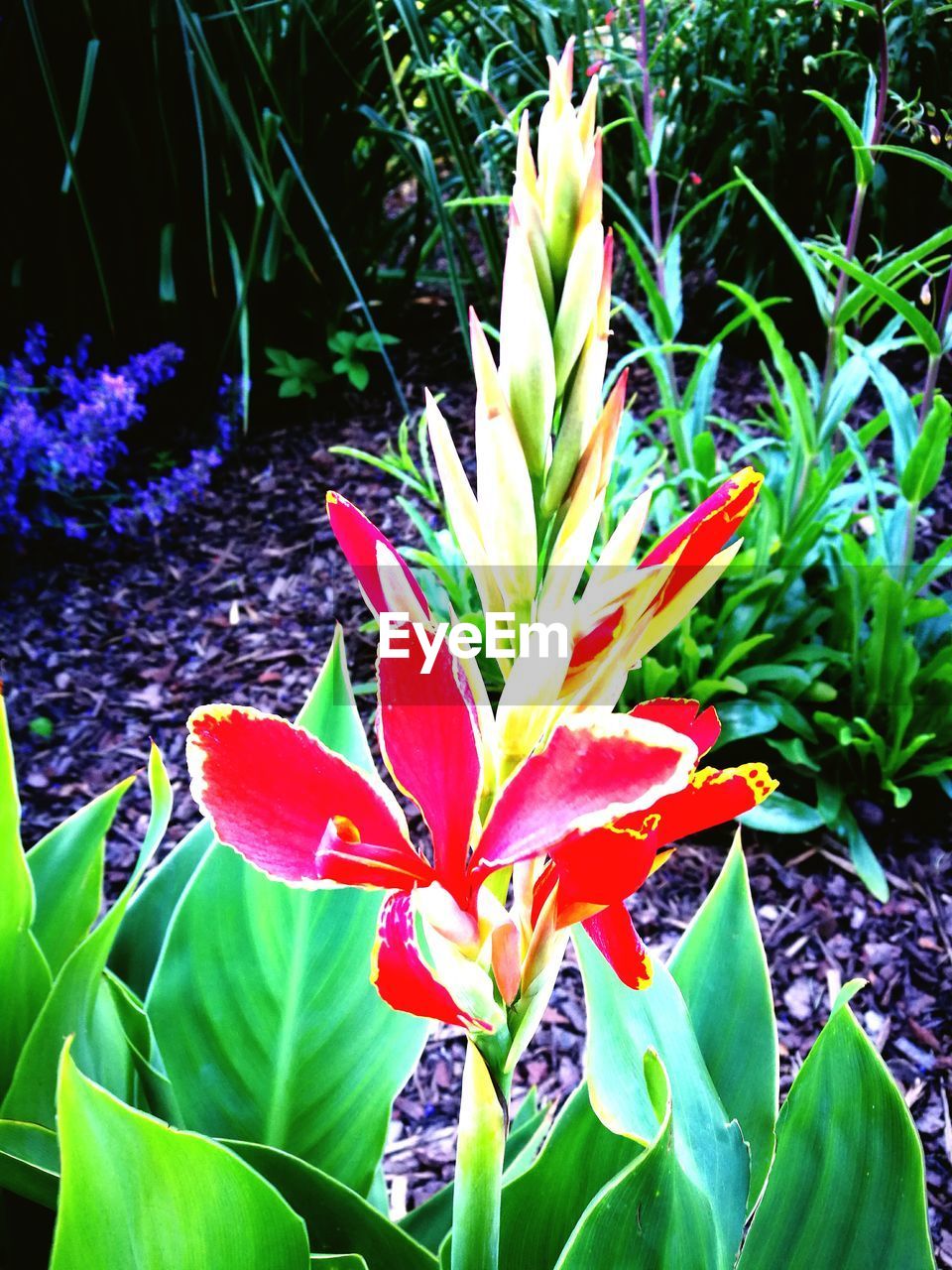 CLOSE-UP OF FRESH FLOWER WITH WATER DROPS