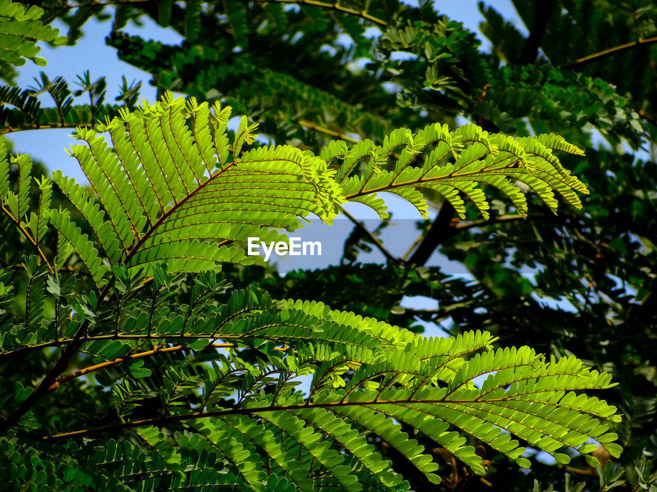 Low angle view of fern leaves against trees