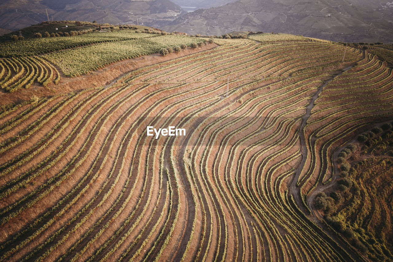 Douro vineyards from aerial view