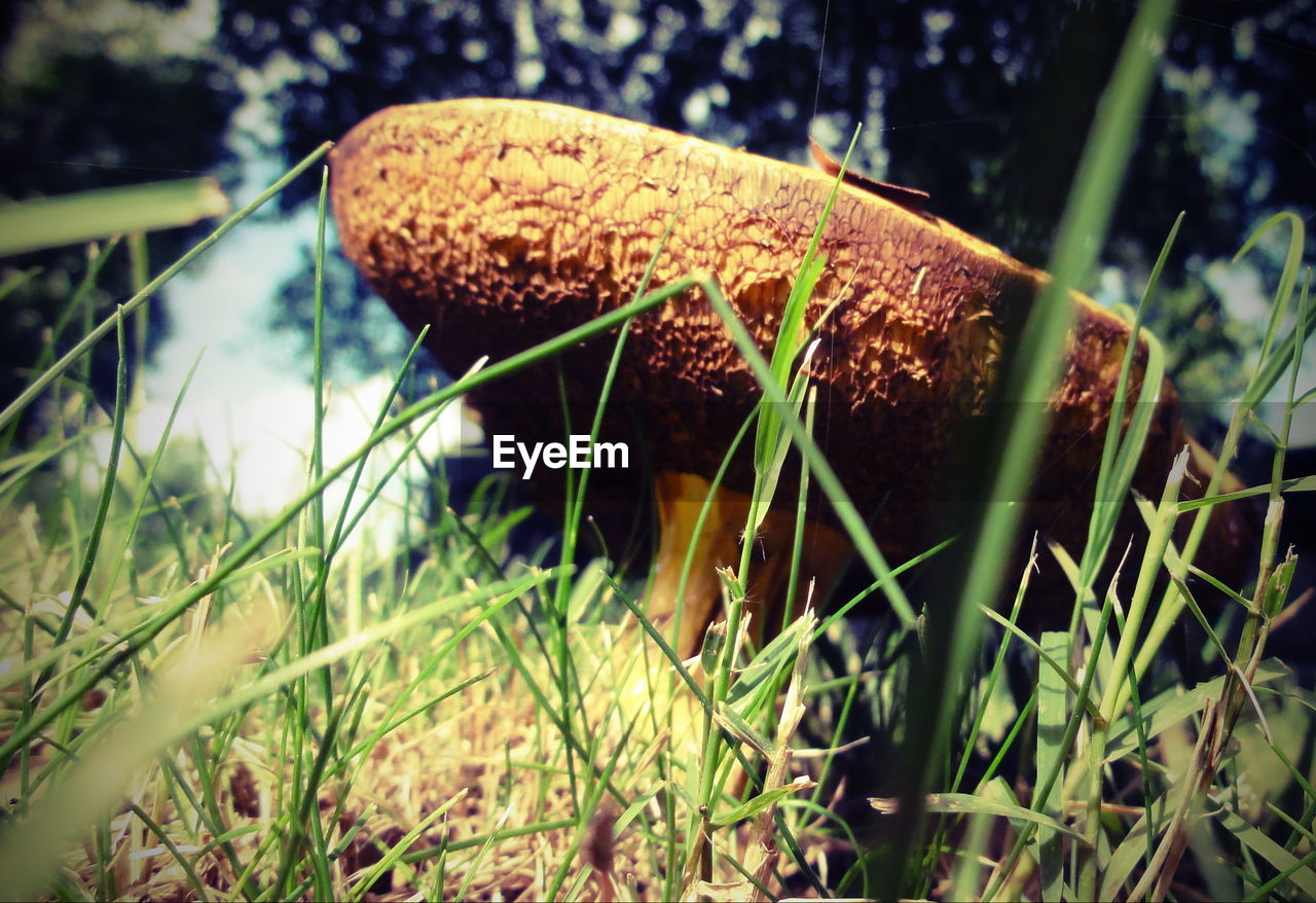 CLOSE-UP OF MUSHROOM ON FIELD