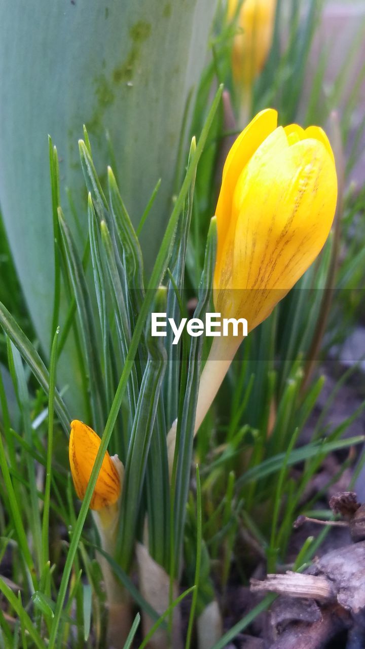 CLOSE-UP OF DAY LILY BLOOMING IN FIELD