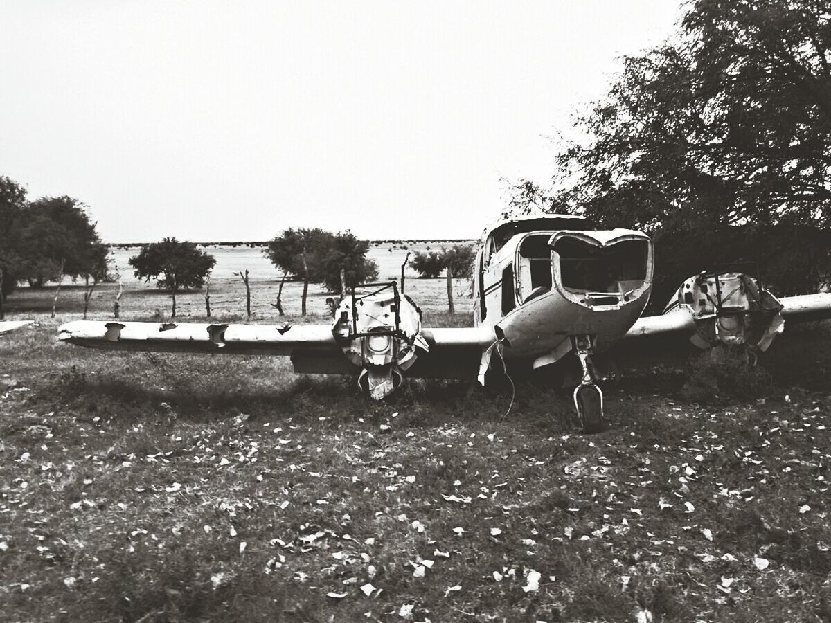 HORSE CART ON FIELD AGAINST TREES